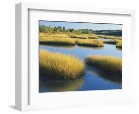 Reeds Growing in Marsh, Maine, USA-Scott T^ Smith-Framed Photographic Print