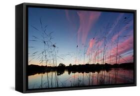 Reeds in a Pen Pond in Richmond Park Silhouetted at Sunset-Alex Saberi-Framed Stretched Canvas