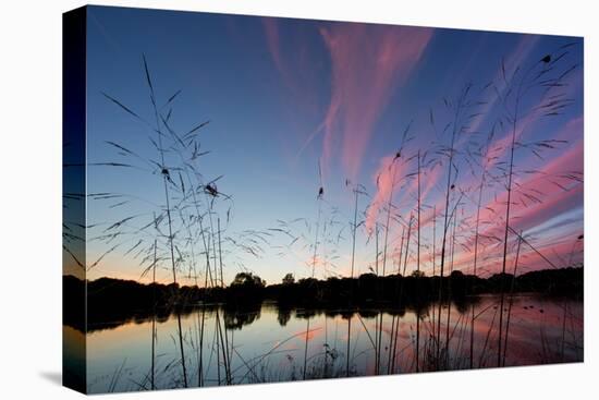Reeds in a Pen Pond in Richmond Park Silhouetted at Sunset-Alex Saberi-Stretched Canvas