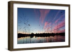 Reeds in a Pen Pond in Richmond Park Silhouetted at Sunset-Alex Saberi-Framed Premium Photographic Print