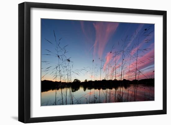 Reeds in a Pen Pond in Richmond Park Silhouetted at Sunset-Alex Saberi-Framed Premium Photographic Print