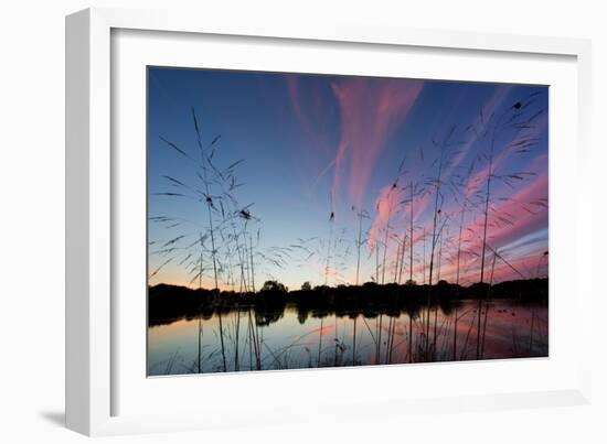 Reeds in a Pen Pond in Richmond Park Silhouetted at Sunset-Alex Saberi-Framed Premium Photographic Print