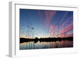 Reeds in a Pen Pond in Richmond Park Silhouetted at Sunset-Alex Saberi-Framed Photographic Print