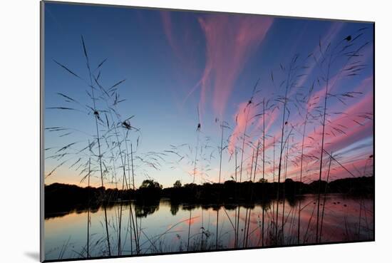 Reeds in a Pen Pond in Richmond Park Silhouetted at Sunset-Alex Saberi-Mounted Photographic Print