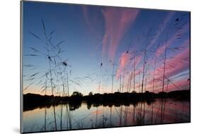 Reeds in a Pen Pond in Richmond Park Silhouetted at Sunset-Alex Saberi-Mounted Photographic Print