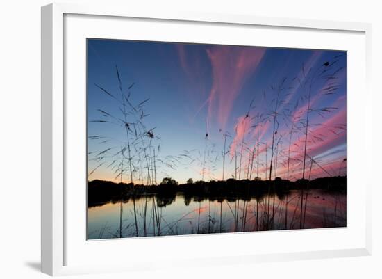 Reeds in a Pen Pond in Richmond Park Silhouetted at Sunset-Alex Saberi-Framed Photographic Print