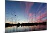 Reeds in a Pen Pond in Richmond Park Silhouetted at Sunset-Alex Saberi-Mounted Photographic Print