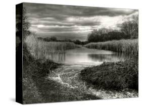 Reeds in Winter-Stephen Arens-Stretched Canvas