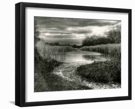 Reeds in Winter-Stephen Arens-Framed Photographic Print