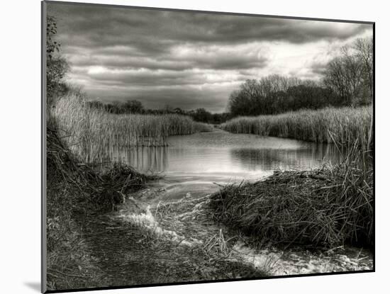 Reeds in Winter-Stephen Arens-Mounted Photographic Print