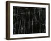 Reeds, Oregon, 1975-Brett Weston-Framed Photographic Print