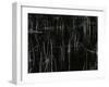 Reeds, Oregon, 1975-Brett Weston-Framed Photographic Print