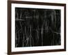 Reeds, Oregon, 1975-Brett Weston-Framed Photographic Print