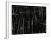 Reeds, Oregon, 1975-Brett Weston-Framed Photographic Print