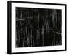 Reeds, Oregon, 1975-Brett Weston-Framed Photographic Print