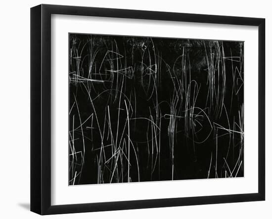 Reeds, Oregon, 1975-Brett Weston-Framed Premium Photographic Print