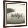 Reeds-Michael Kahn-Framed Giclee Print