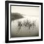 Reeds-Michael Kahn-Framed Giclee Print