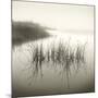 Reeds-Michael Kahn-Mounted Giclee Print