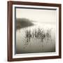 Reeds-Michael Kahn-Framed Giclee Print