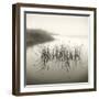 Reeds-Michael Kahn-Framed Giclee Print