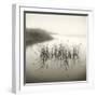 Reeds-Michael Kahn-Framed Giclee Print