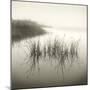 Reeds-Michael Kahn-Mounted Giclee Print