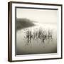 Reeds-Michael Kahn-Framed Giclee Print