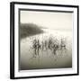 Reeds-Michael Kahn-Framed Giclee Print