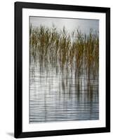 Reeds-Doug Chinnery-Framed Photographic Print