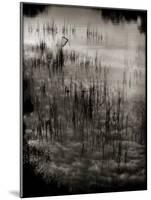 Reeds-Lydia Marano-Mounted Photographic Print
