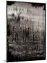 Reeds-Lydia Marano-Mounted Photographic Print