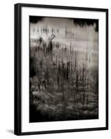 Reeds-Lydia Marano-Framed Photographic Print