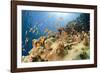 Reef and shoal of Jewel fairy basslet, South Point dive site, Sanganeb reef, Sudan, Red Sea-Franco Banfi-Framed Photographic Print