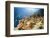 Reef and shoal of Jewel fairy basslet, South Point dive site, Sanganeb reef, Sudan, Red Sea-Franco Banfi-Framed Photographic Print