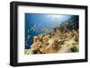 Reef and shoal of Jewel fairy basslet, South Point dive site, Sanganeb reef, Sudan, Red Sea-Franco Banfi-Framed Photographic Print