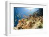 Reef and shoal of Jewel fairy basslet, South Point dive site, Sanganeb reef, Sudan, Red Sea-Franco Banfi-Framed Photographic Print