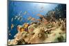 Reef and shoal of Jewel fairy basslet, South Point dive site, Sanganeb reef, Sudan, Red Sea-Franco Banfi-Mounted Photographic Print