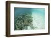 Reef-Building Corals are Encroached Upon by a Sand Bank in Indonesia-Stocktrek Images-Framed Photographic Print