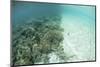 Reef-Building Corals are Encroached Upon by a Sand Bank in Indonesia-Stocktrek Images-Mounted Photographic Print