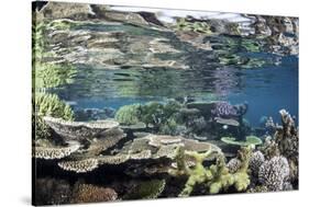 Reef-Building Corals in Raja Ampat, Indonesia-Stocktrek Images-Stretched Canvas