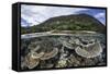 Reef-Building Corals in Raja Ampat, Indonesia-Stocktrek Images-Framed Stretched Canvas