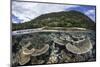 Reef-Building Corals in Raja Ampat, Indonesia-Stocktrek Images-Mounted Photographic Print