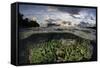 Reef-Building Corals Thrive on a Reef in the Solomon Islands-Stocktrek Images-Framed Stretched Canvas