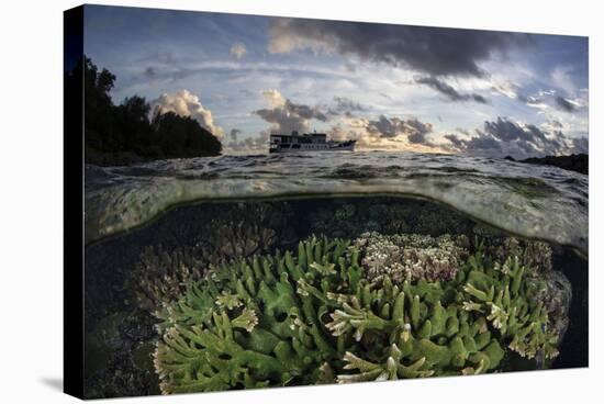 Reef-Building Corals Thrive on a Reef in the Solomon Islands-Stocktrek Images-Stretched Canvas