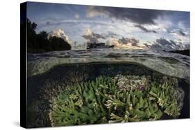 Reef-Building Corals Thrive on a Reef in the Solomon Islands-Stocktrek Images-Stretched Canvas