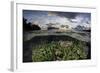 Reef-Building Corals Thrive on a Reef in the Solomon Islands-Stocktrek Images-Framed Photographic Print