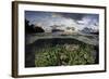 Reef-Building Corals Thrive on a Reef in the Solomon Islands-Stocktrek Images-Framed Photographic Print