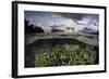 Reef-Building Corals Thrive on a Reef in the Solomon Islands-Stocktrek Images-Framed Photographic Print