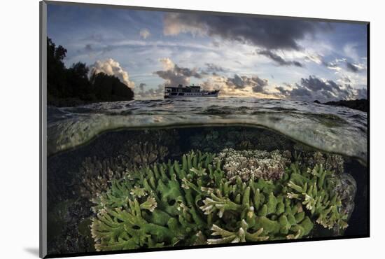 Reef-Building Corals Thrive on a Reef in the Solomon Islands-Stocktrek Images-Mounted Photographic Print
